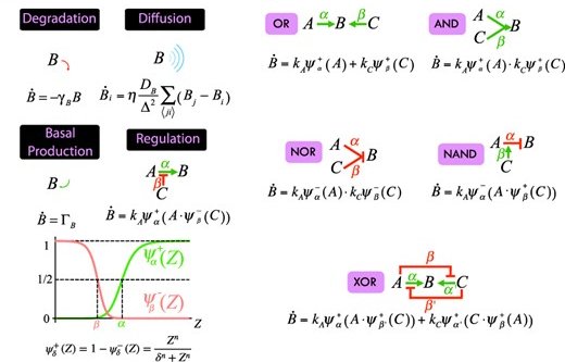 ANISE: an application to design mechanobiology simulations of planar epithelia